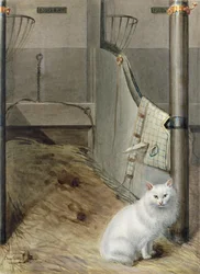 Chat persan blanc dans une écurie